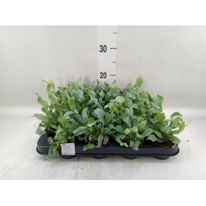 Phlebodium aureum 'Blue Star'