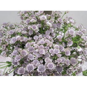 Astrantia Billion Sweet Milka