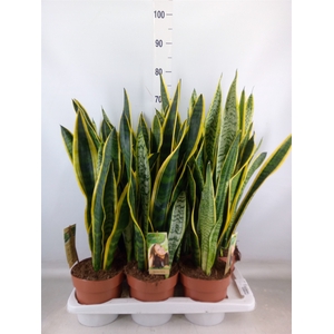 Sansevieria trifa. 'Laurentii'