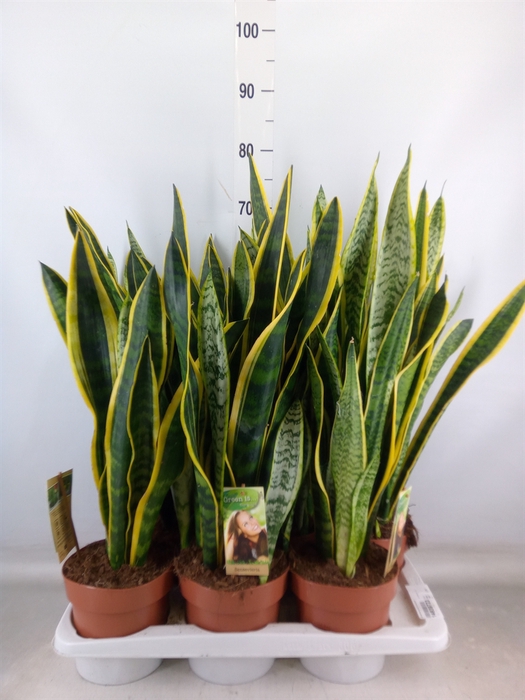 <h4>Sansevieria trifa. 'Laurentii'</h4>