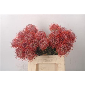 Leuco Co Scarlet Ribbon Red