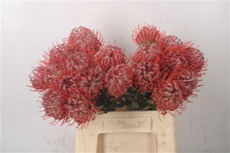 <h4>Leuco Co Scarlet Ribbon Red</h4>