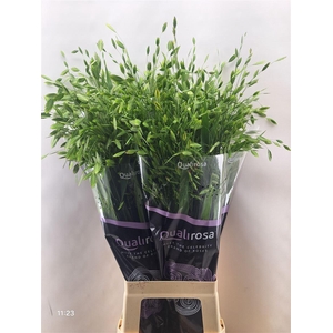 Chasm Latifolium -in Box