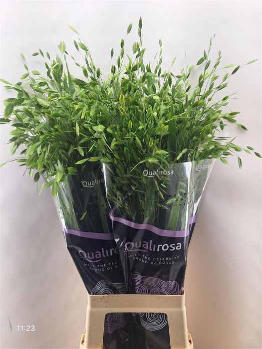 <h4>Chasmanthium Latifolium</h4>