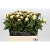 Paeonia Elsa Sass