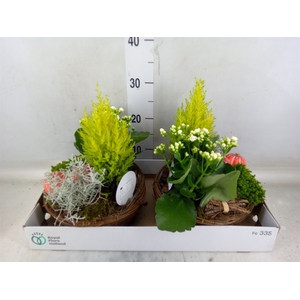 Arr.   Tuinplanten L%