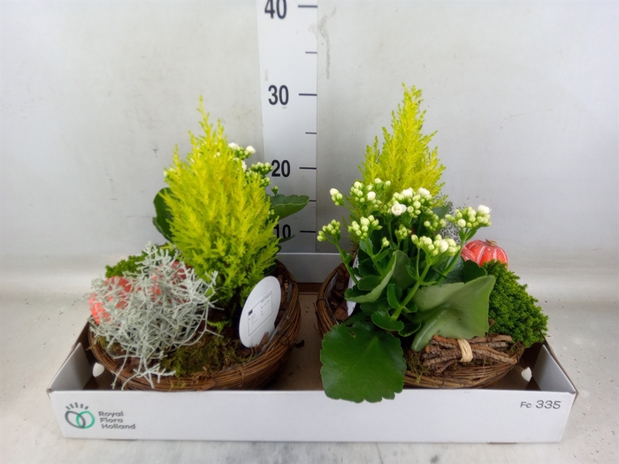 <h4>Arr.   Tuinplanten L%</h4>