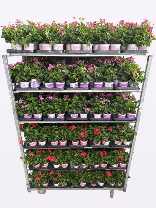 <h4>PEL PELT MIXK</h4>