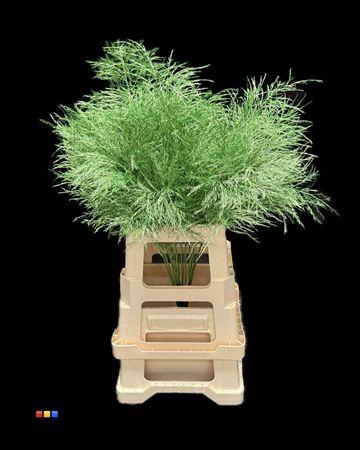 <h4>Treefern Metallic Green</h4>