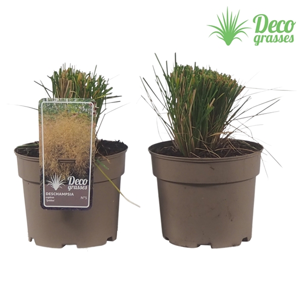 <h4>Deschampsia cespitosa 'Goldtau'</h4>