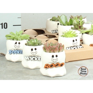 ARR SUCCULENTEN