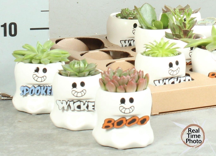 <h4>ARR SUCCULENTEN</h4>