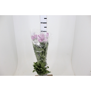 ANASTASIA ROSY 070 CM PINK