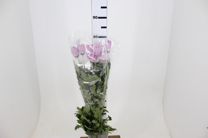 ANASTASIA ROSY 070 CM PINK