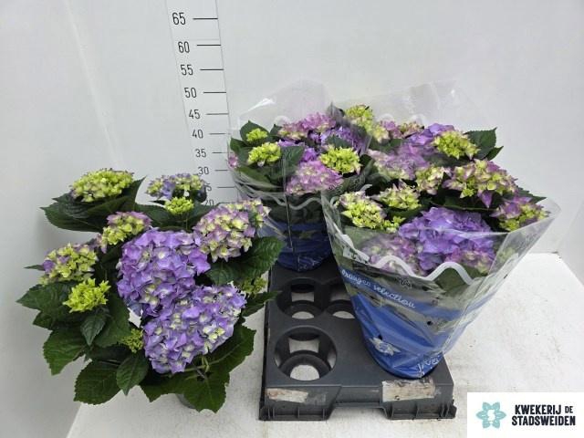 <h4>HYDR M EARLY BLUE</h4>