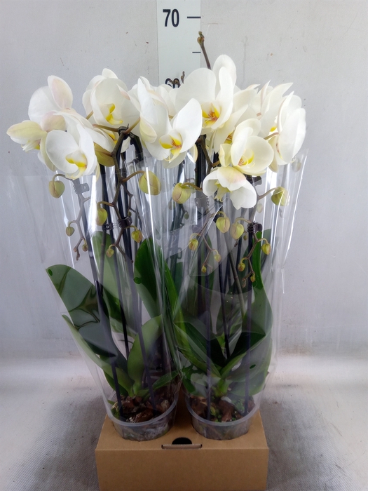 <h4>Phalaenopsis  'Elegant Cascade'</h4>