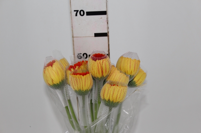 <h4>GERBERA DUNE (ME)</h4>