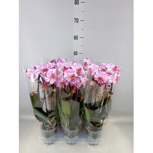 Phalaenopsis  'Elegant Cascade'