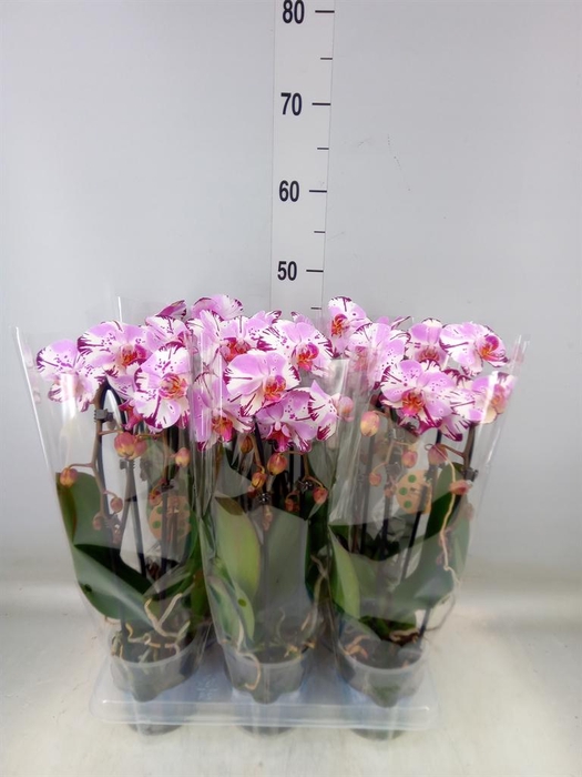 <h4>Phalaenopsis  'Elegant Cascade'</h4>