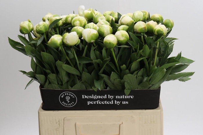 <h4>Paeonia Madame Claude Tain</h4>