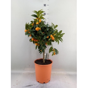 Citrus   ...