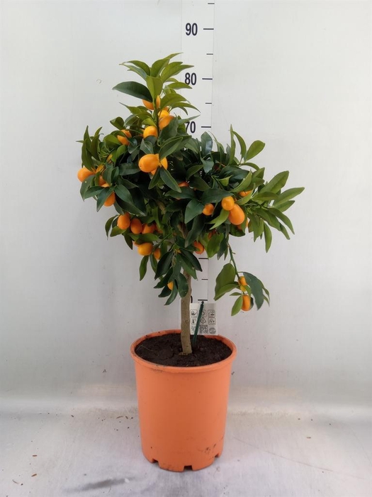 <h4>Citrus   ...</h4>