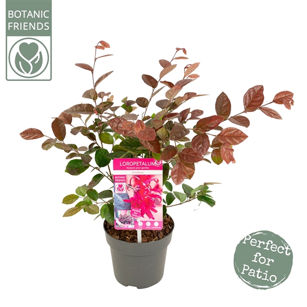 <h4>Loropetalum ch. 'Fire Dance'</h4>