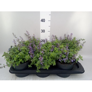 Nepeta faassenii  'Purrsian Blue'