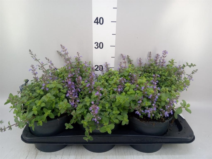 <h4>Nepeta faassenii  'Purrsian Blue'</h4>