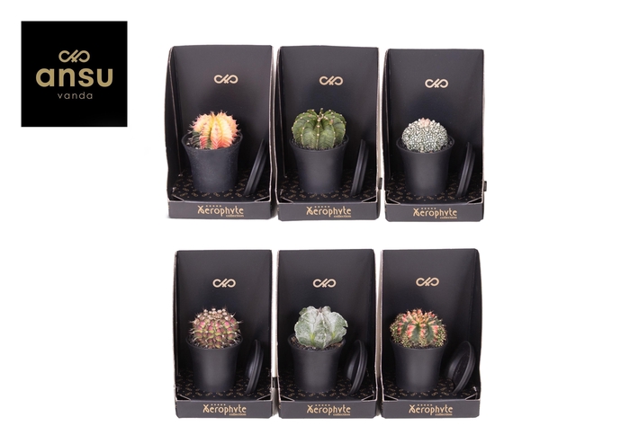 arr8 Cactus Mix Xerophyte Collection