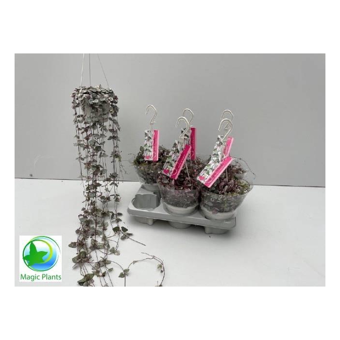 <h4>Ceropegia woodii Variegata 14Ø 75cm</h4>