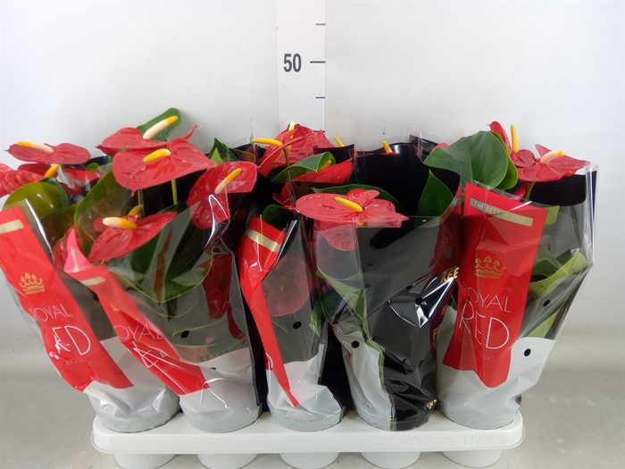 <h4>Anthurium andr. 'Royal Champion'</h4>