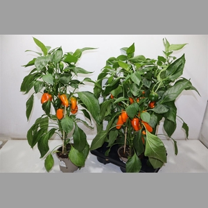 Paprika Planten Oranje