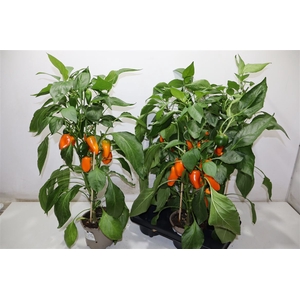 Paprika Planten Oranje