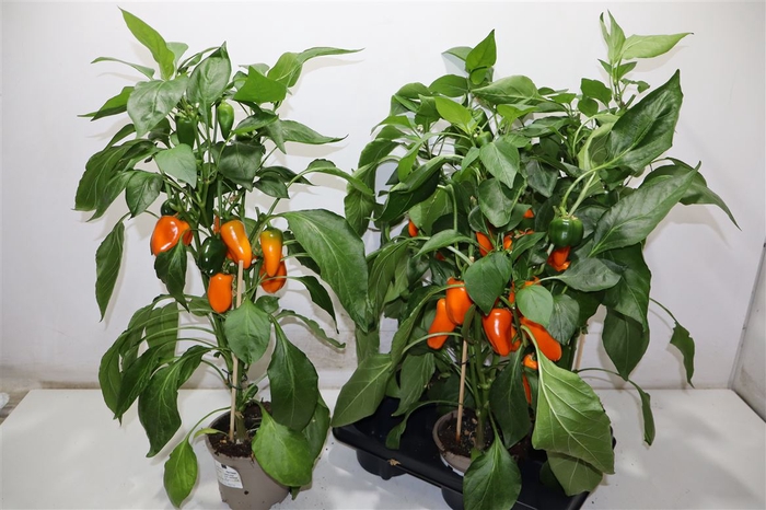 <h4>Paprika Planten Oranje</h4>