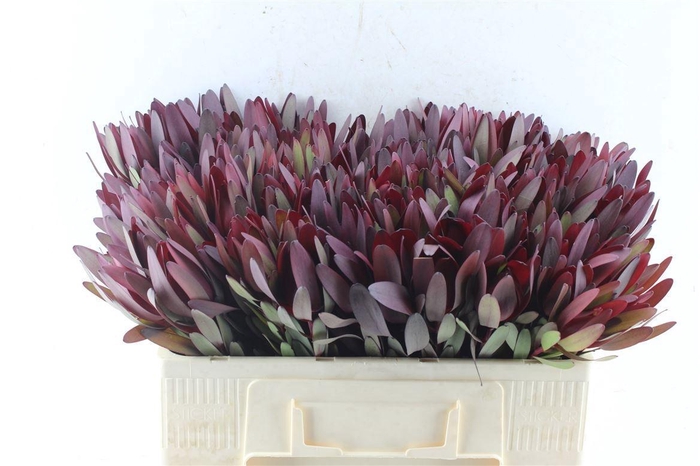 <h4>LEUCAD SAF SUNSET</h4>