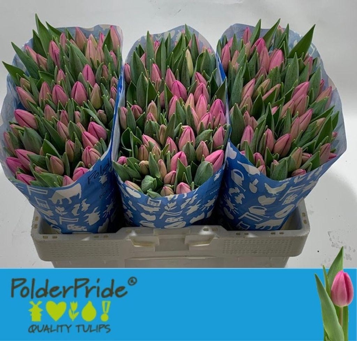 <h4>Tulipa si lincoln</h4>