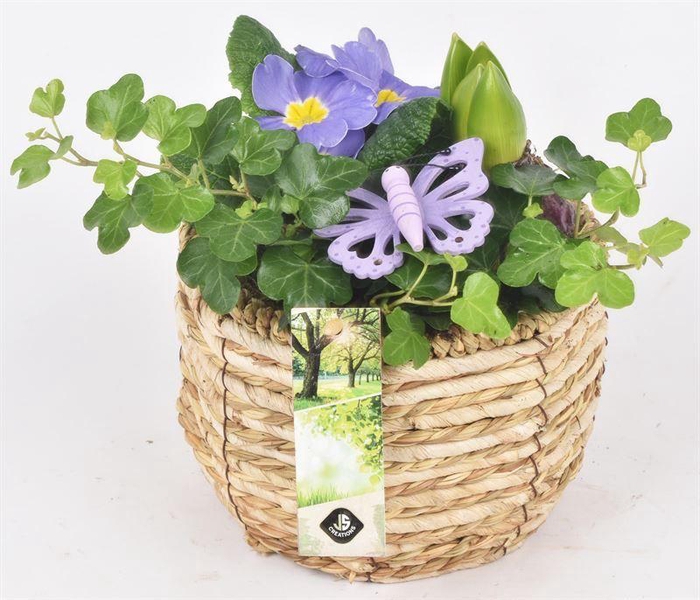 <h4>Mais mand 16cm</h4>