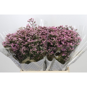 Limonium Sinensis Blush Diamond