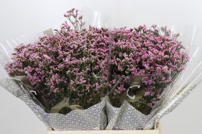<h4>Limonium Sinensis Blush Diamond</h4>