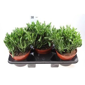 Crassula   ...mix