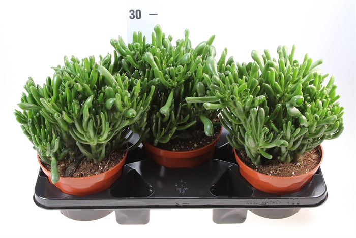 <h4>Crassula   ...mix</h4>