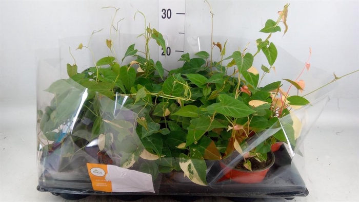 <h4>Planten Groen   ...L%</h4>