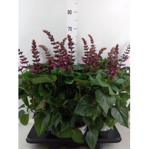 Salvia  'Salgoon Lake Como'