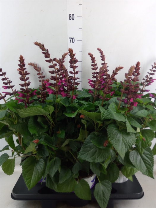 <h4>Salvia  'Salgoon Lake Como'</h4>