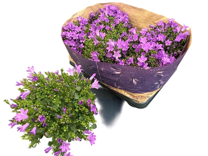 <h4>CAMP POR BLUEONE</h4>