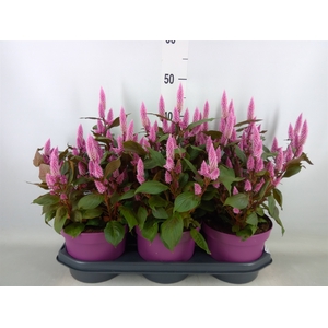 Celosia spic. 'Wild Pink'