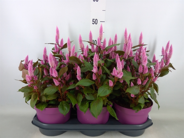 <h4>Celosia spic. 'Wild Pink'</h4>