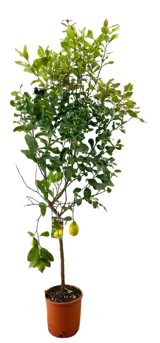 <h4>Citrus lemon</h4>