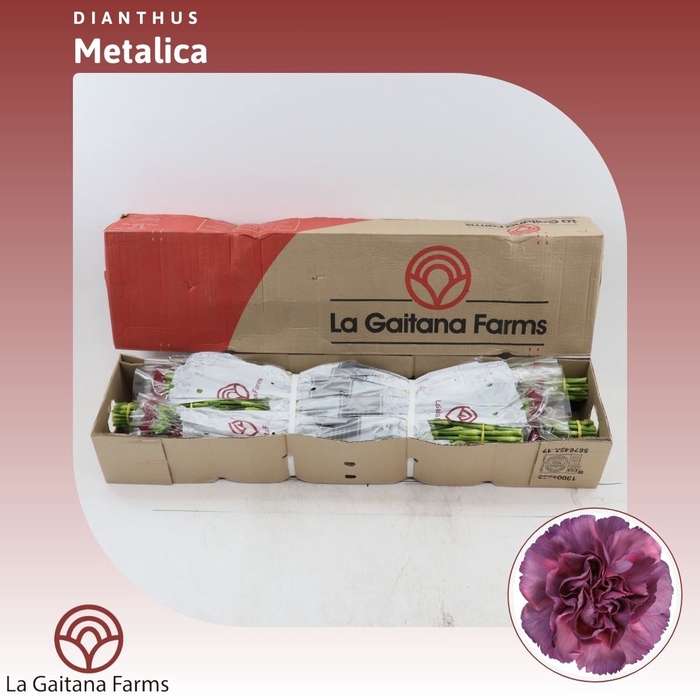 <h4>Dianthus St Metalica</h4>